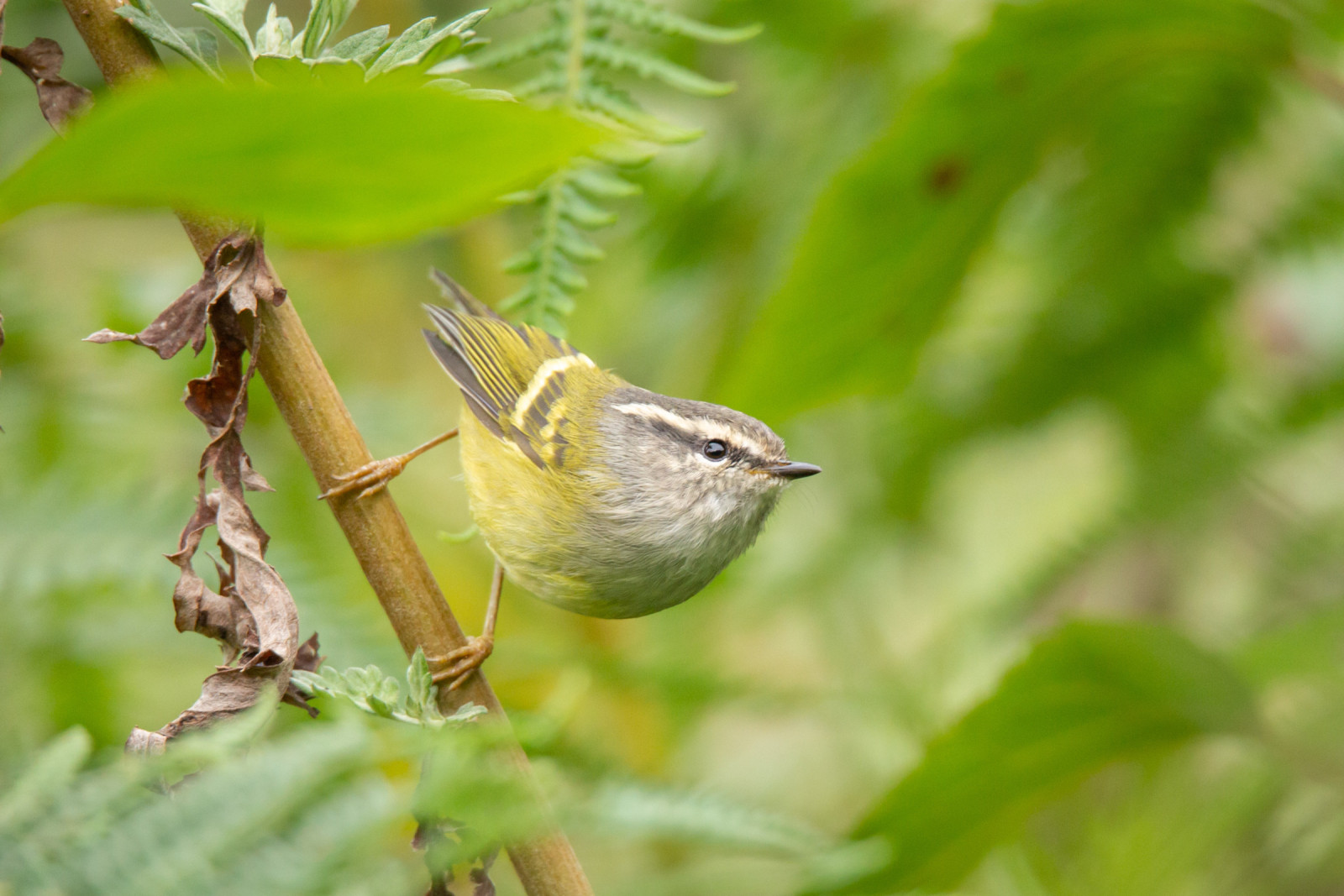 image Ashy-throated Warbler